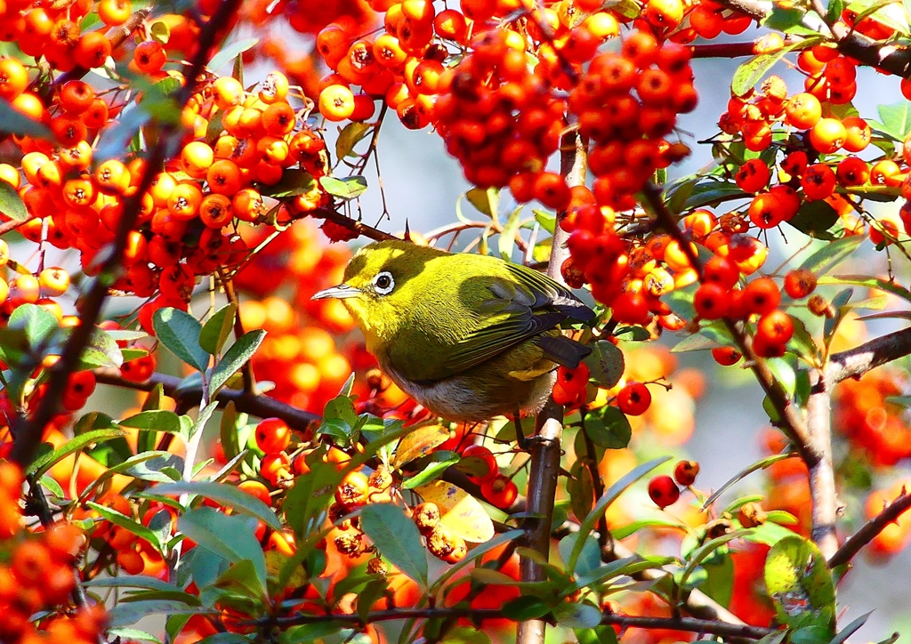 P4740343：メジロ_R