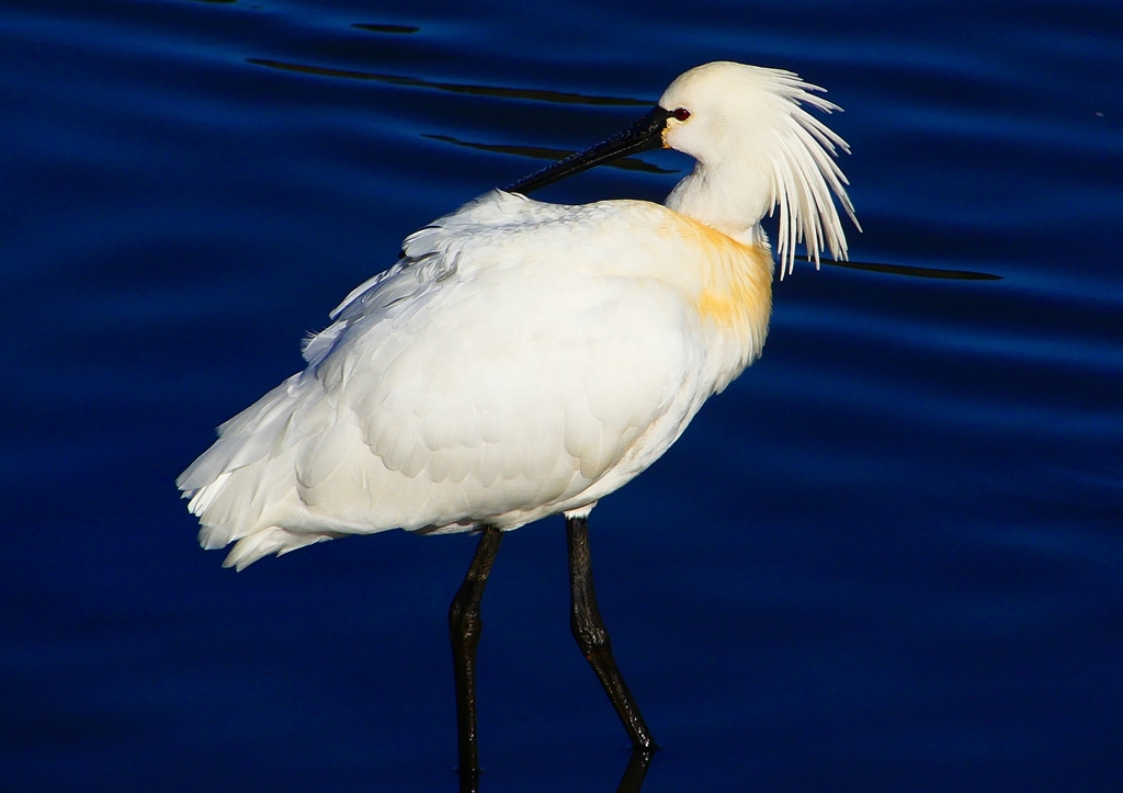 P1690356：ヘラサギ_R