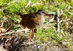 P1730050：クイナ_R