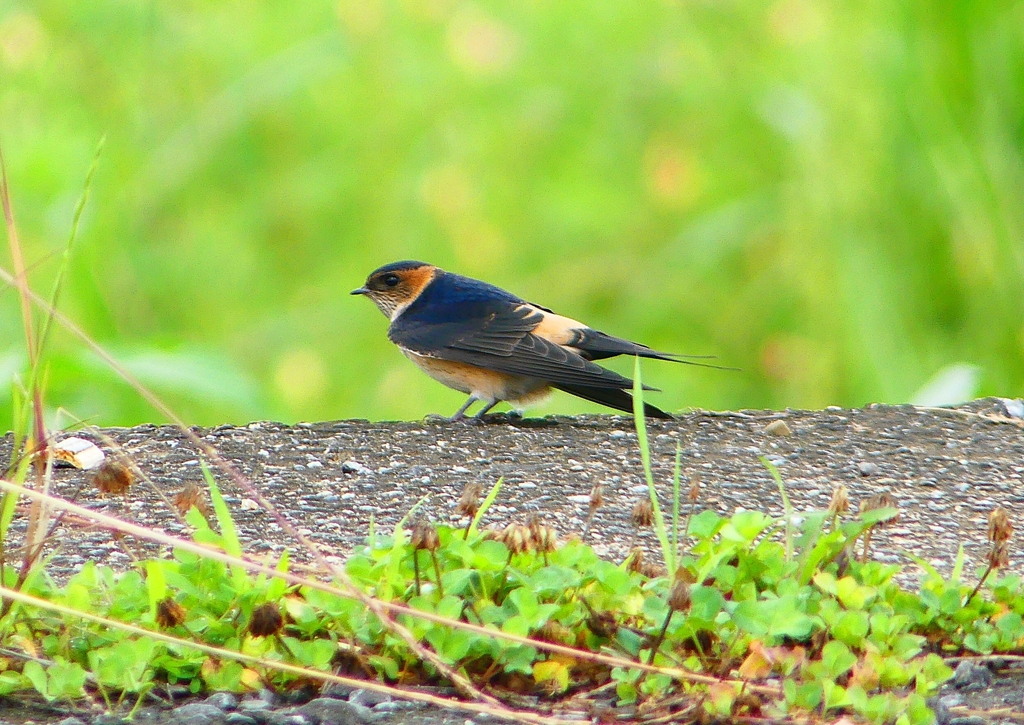 P1030601：コシアカツバメ（幼鳥）_R