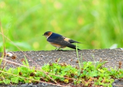 P1030601：コシアカツバメ（幼鳥）_R