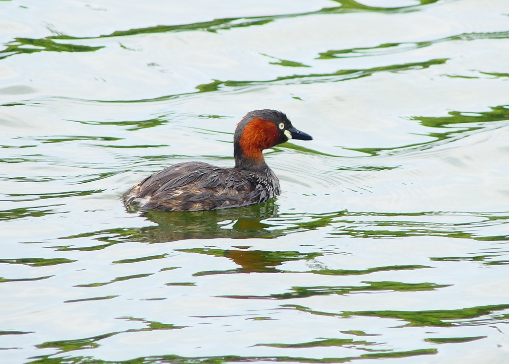 P4080177：カイツブリ_R