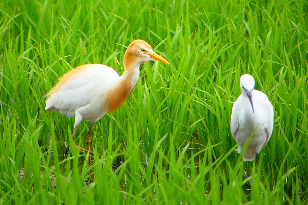 P1060380：アマサギ、コサギ_R