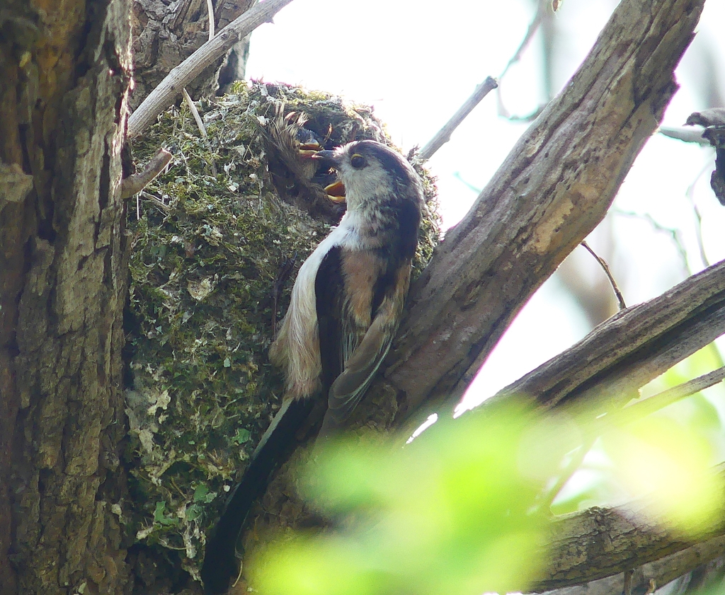 P4050127：エナガ_R