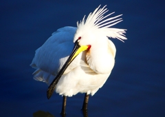 P1690237：ヘラサギ_R