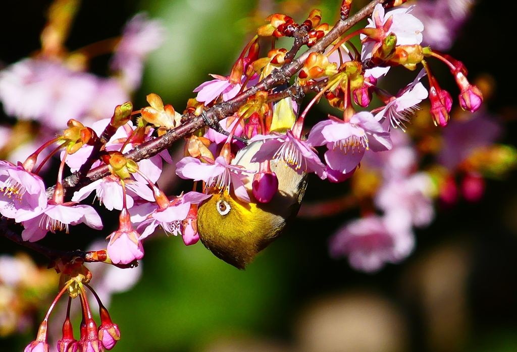 P4790363：メジロ＜河津桜＞_R