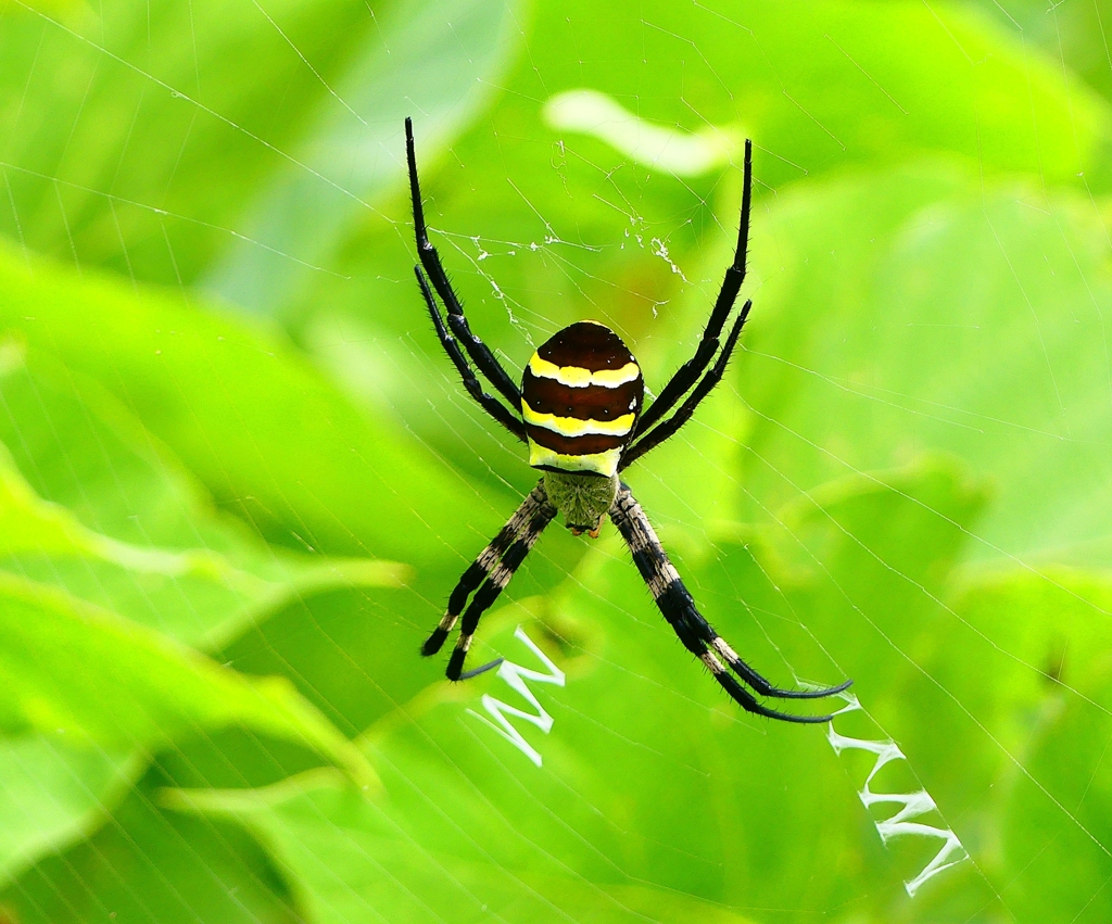 P4230099：コガネグモ_R