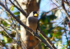 P1720123：イカル_R