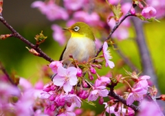 P1870085：河津桜にメジロ_R