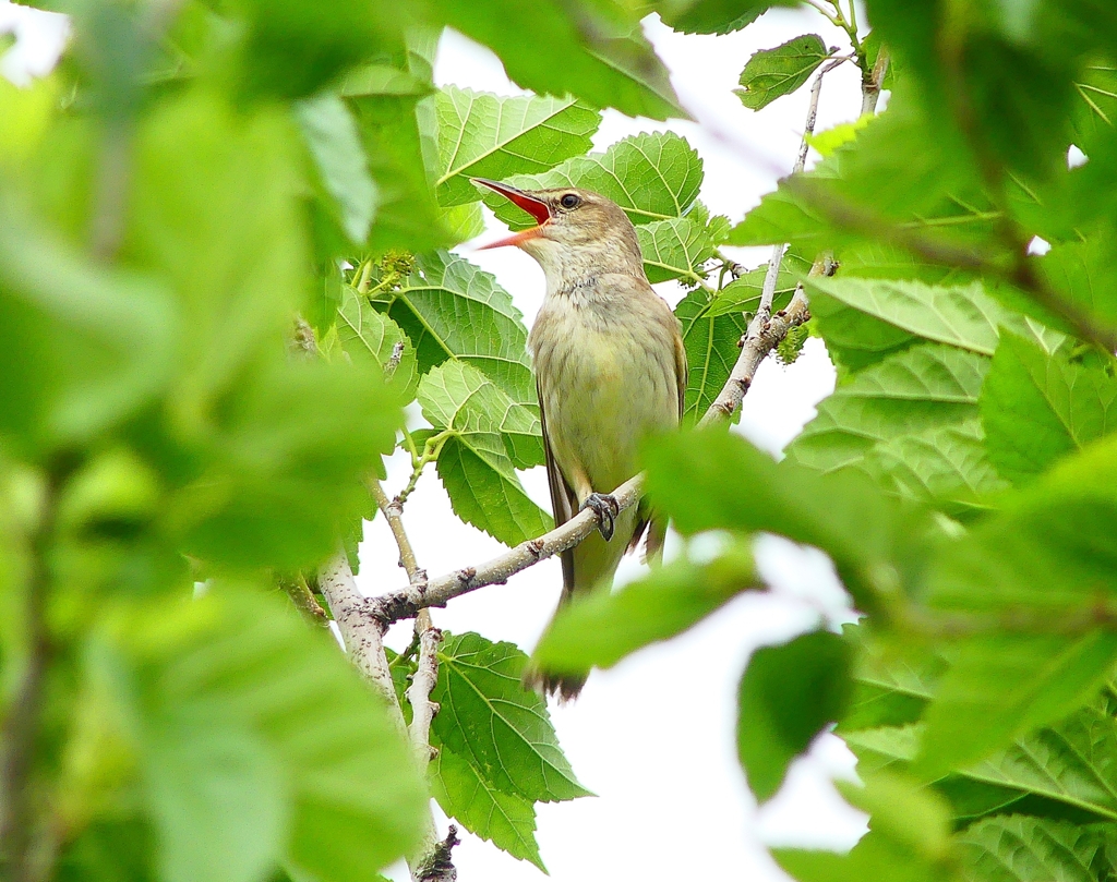 P4980682：オオヨシキリ_R