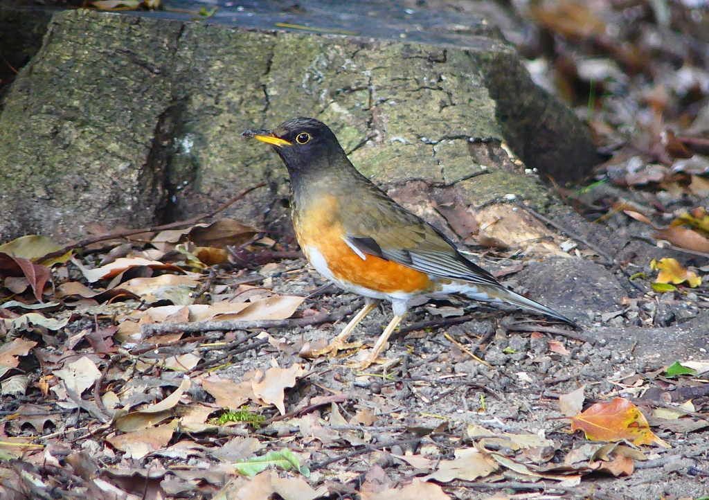 P1890157：オオアカハラ_R