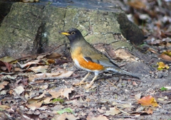 P1890157：オオアカハラ_R