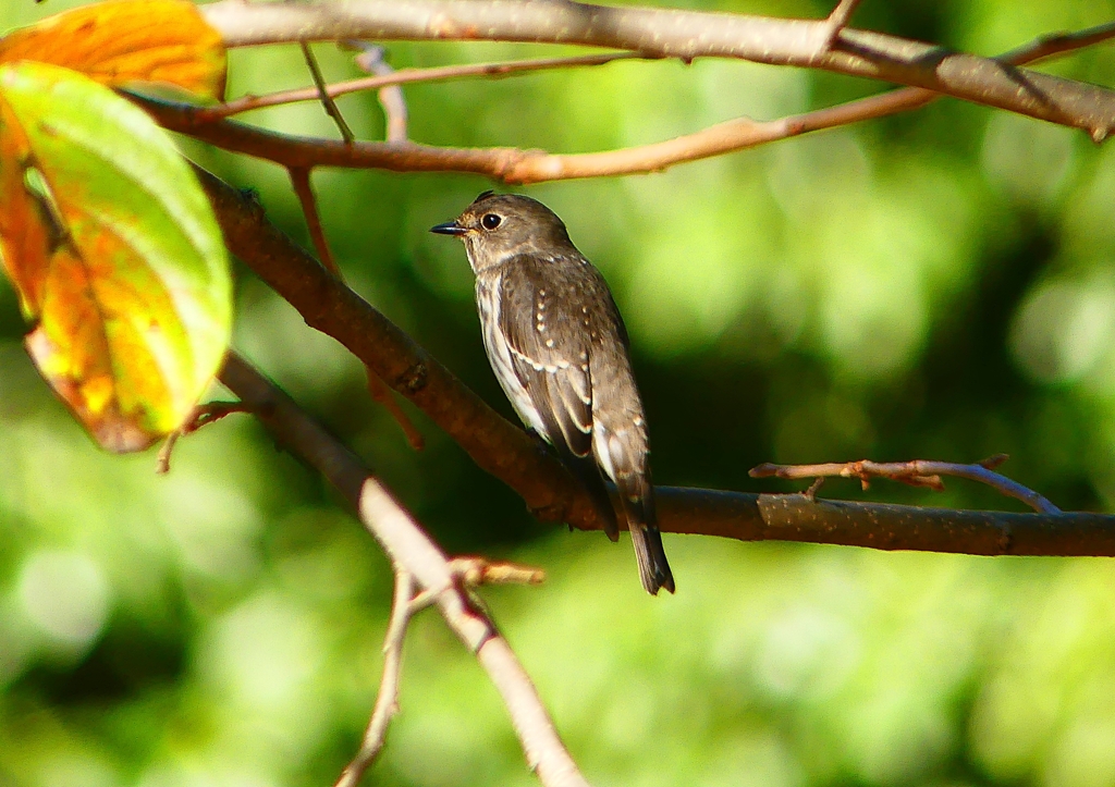 P1290161：エゾビタキ_R