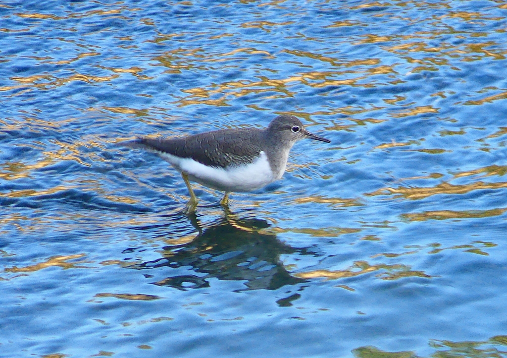 P1370178：イソシギ_R