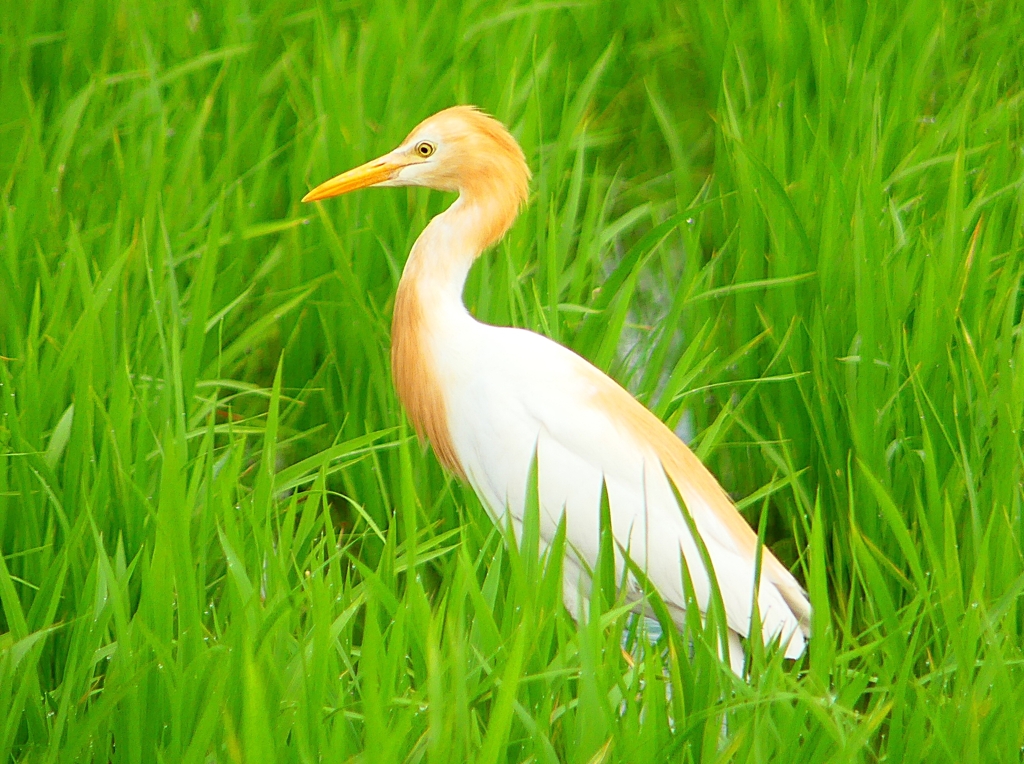 P1060099：アマサギ_R