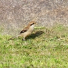 P4110814：モズ（幼鳥）_R