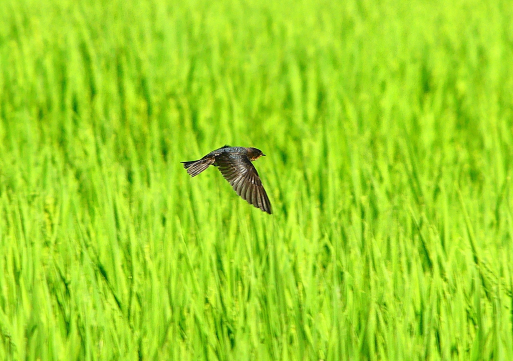 P1150547：飛ぶツバメ_R