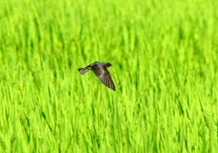 P1150547：飛ぶツバメ_R