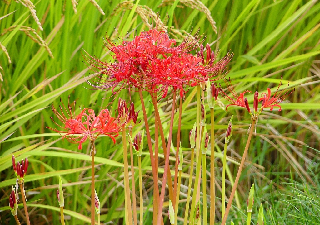 P1240062：彼岸花_R