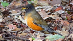 P1830300：オオアカハラ-08_R