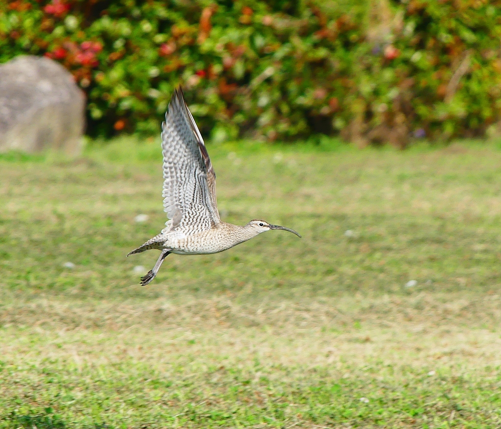 P4110776：飛ぶチュウシャクシギ_R