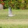 P4110776：飛ぶチュウシャクシギ_R