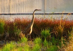 P1390750：ムラサキサギ_R