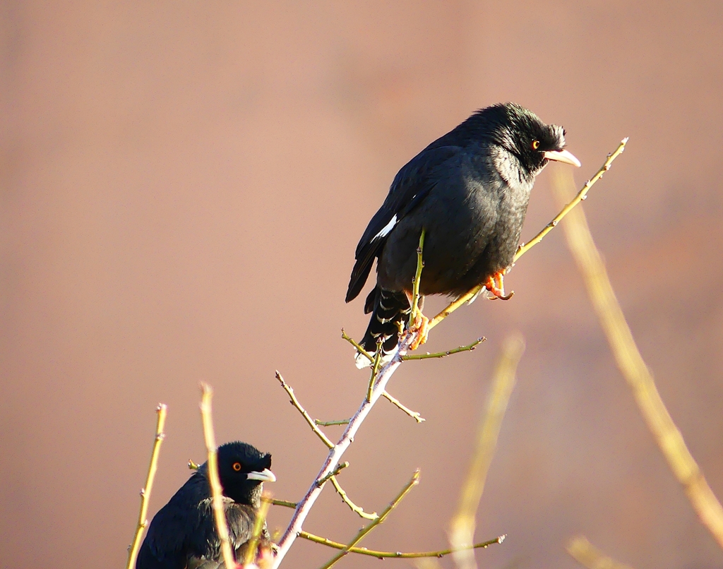 P4800181：ハッカチョウ_R