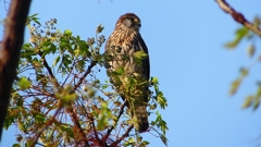 P1980741：チョウゲンボウ-07_R