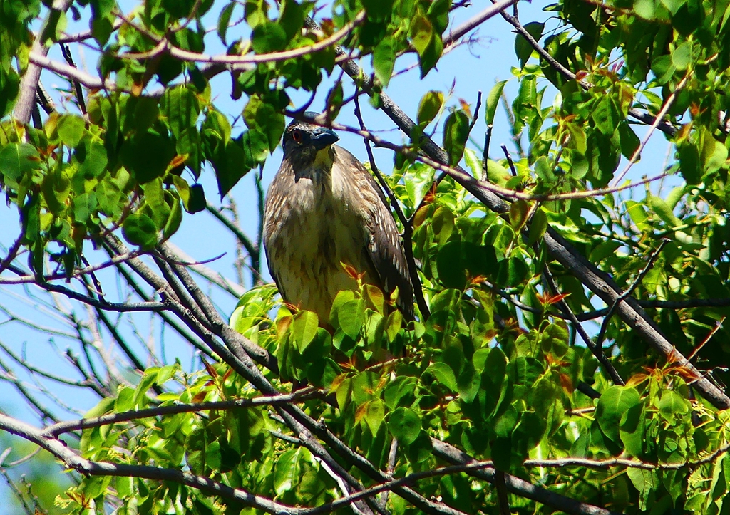 P2010583：ホシゴイ_R