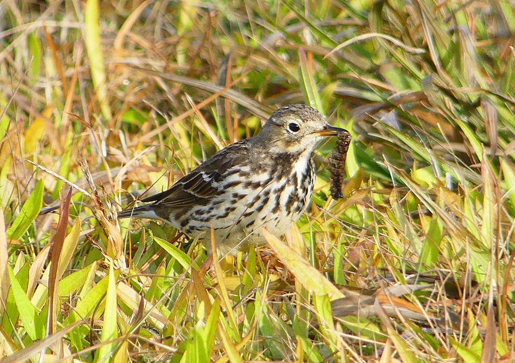 P1570187：タヒバリ_R