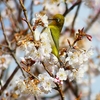 P4840513：桜にメジロ_R