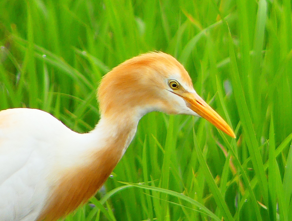 P1060488：アマサギ_R