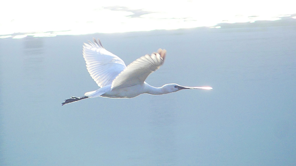 P4470170：ヘラサギ_R