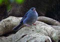 P1750468：クロジ_R