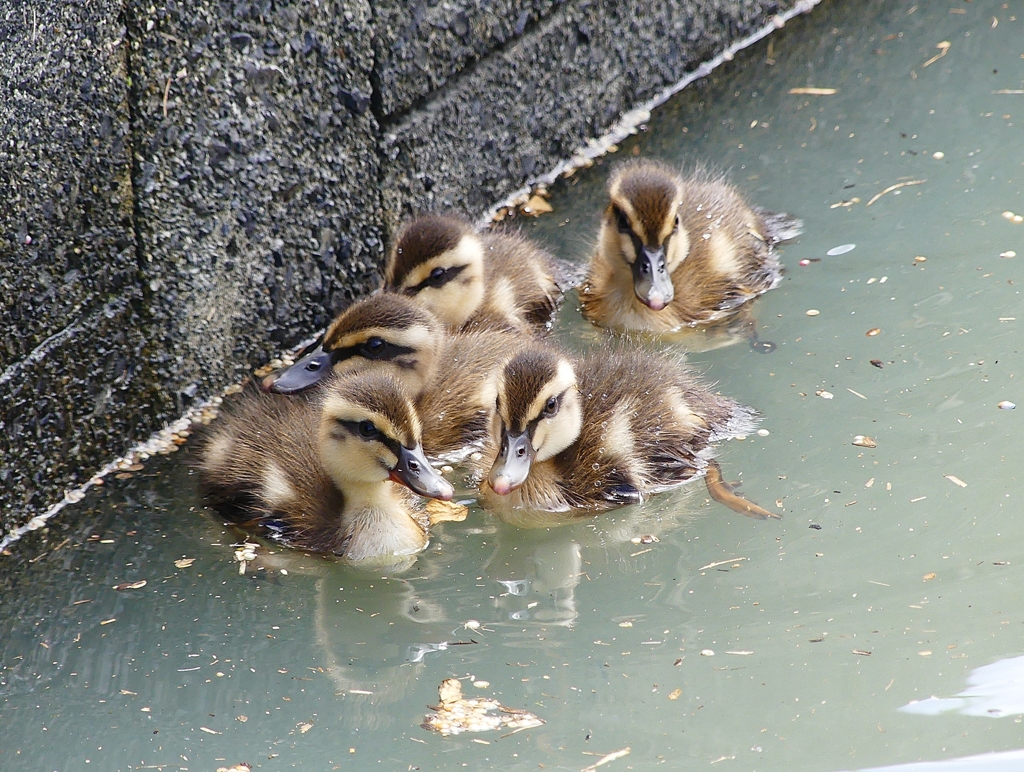 P1030307：カルガモのヒナ_R