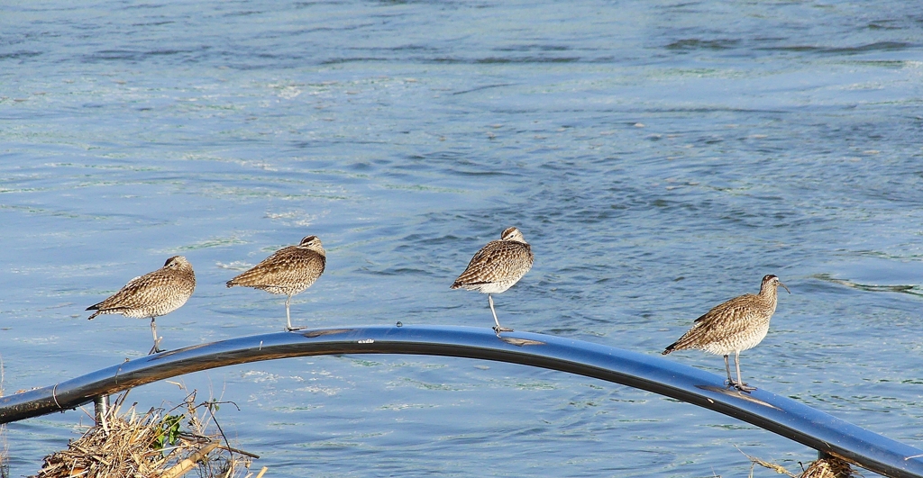 P4090851：チュウシャクシギ_R