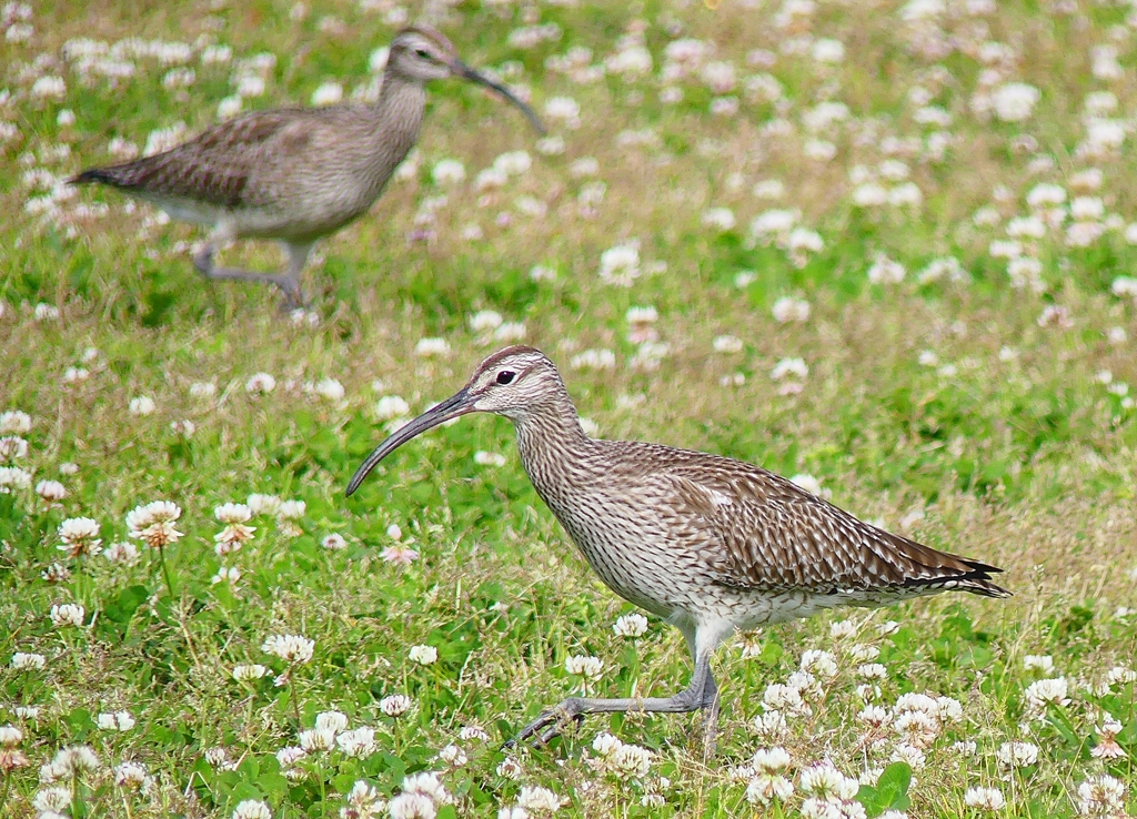 P4090407：チュウシャクシギ_R