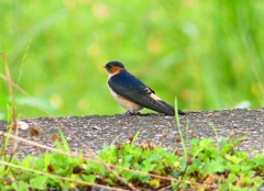 P1030575：コシアカツバメ（幼鳥）_R