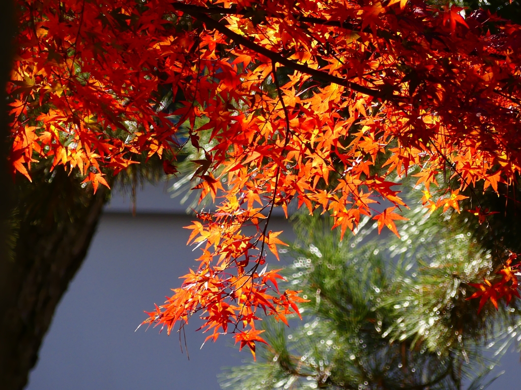 P1030360：南禅寺＜京都の紅葉＞_R