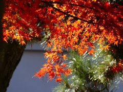 P1030360：南禅寺＜京都の紅葉＞_R
