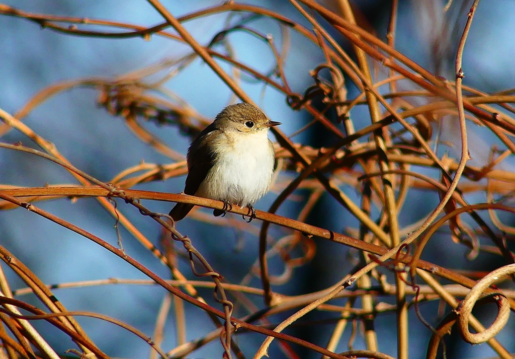 P4620098：ニシオジロビタキ_R
