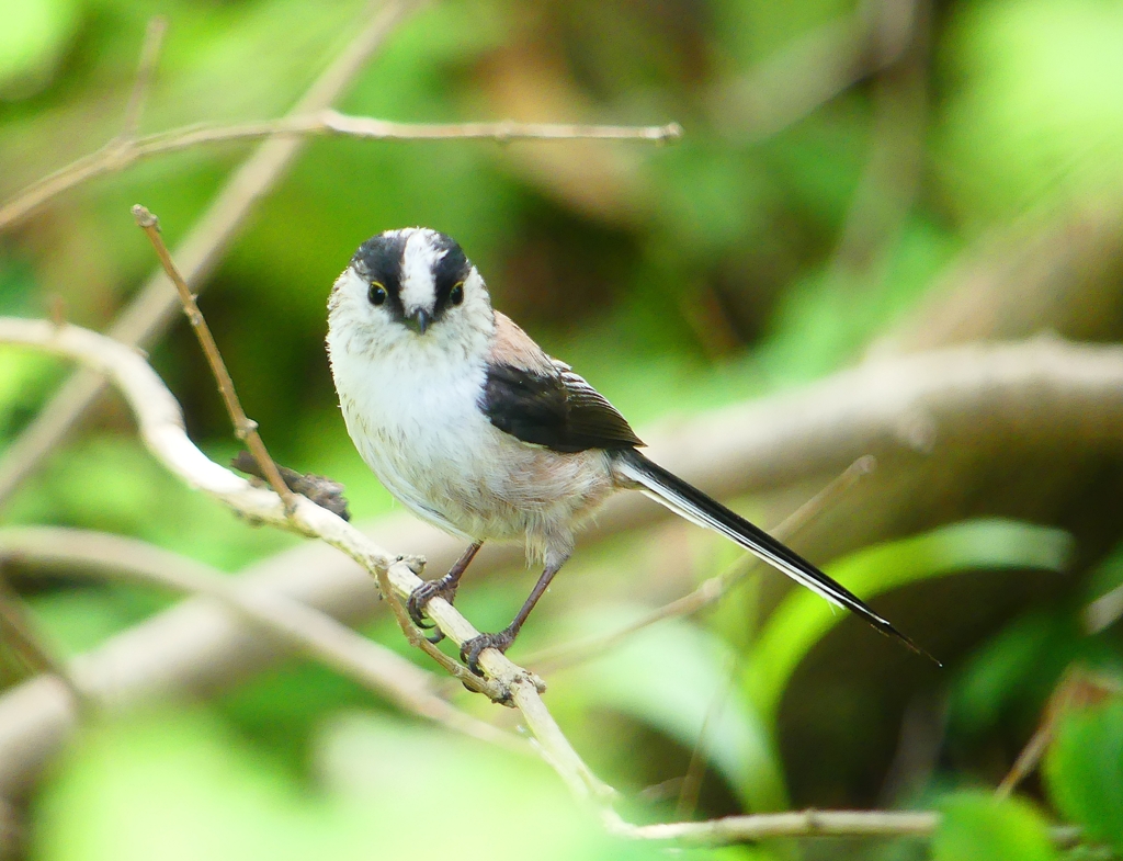 P4050516：エナガ_R