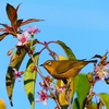P4560214：ヒマラヤザクラにメジロ_R