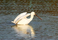 P4470392：ヘラサギ_R