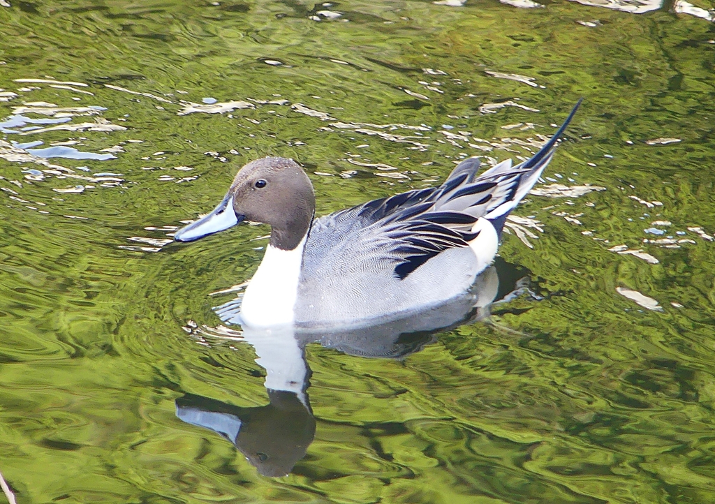 P1580256：オナガガモ（オス）_R