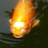 P1010787：鯉_R