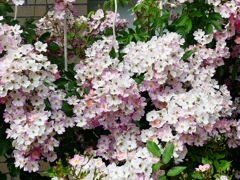 P4120195：バラの花_R
