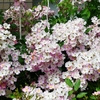 P4120195：バラの花_R
