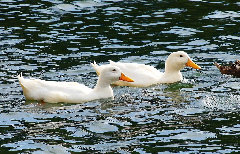 P4570650：アヒル_R